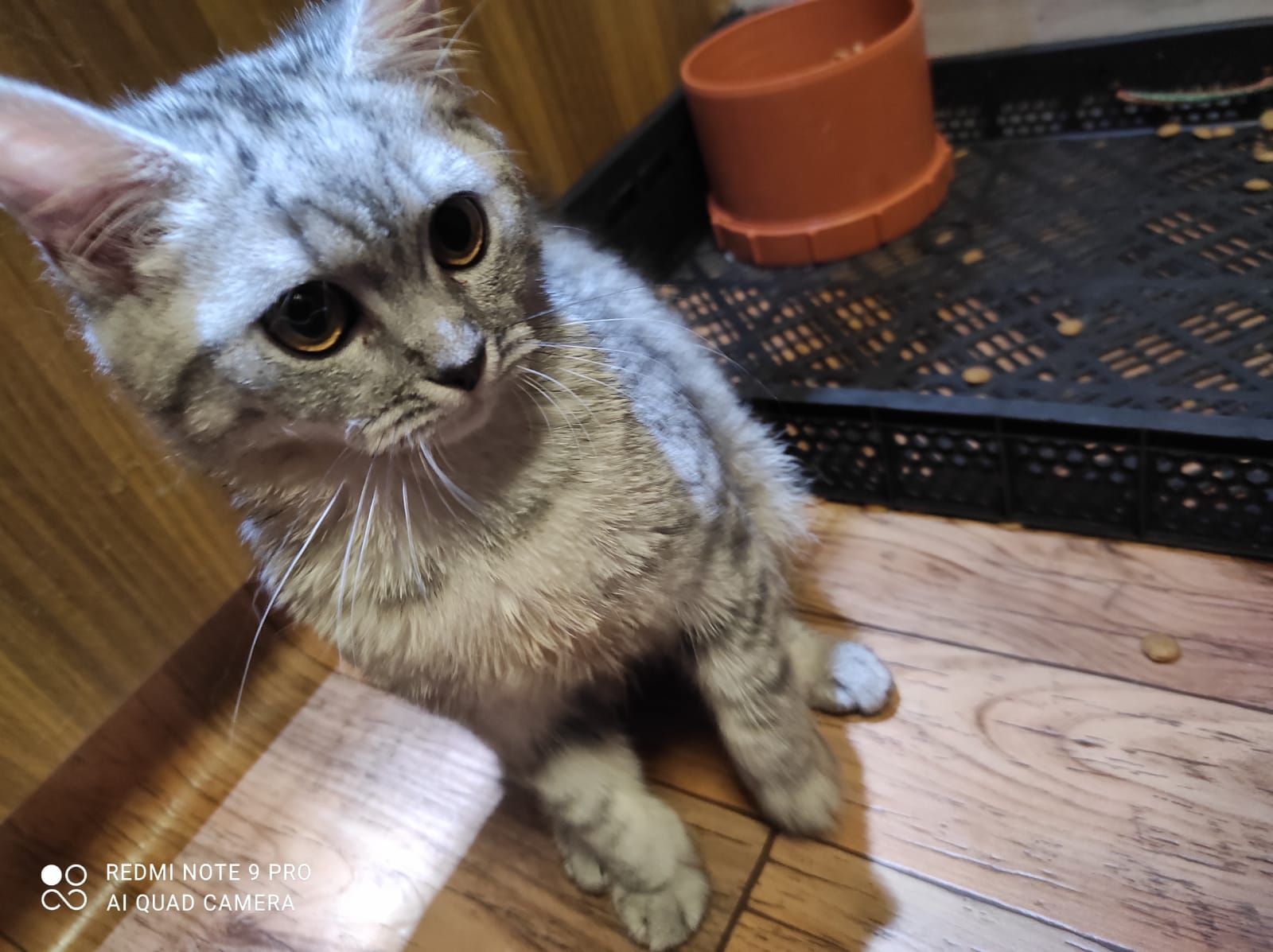 Продам кошенят дівчаток