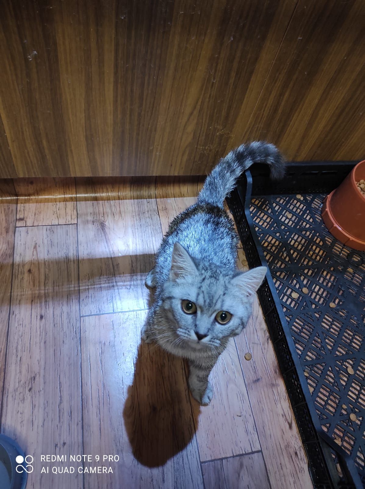 Продам кошенят дівчаток