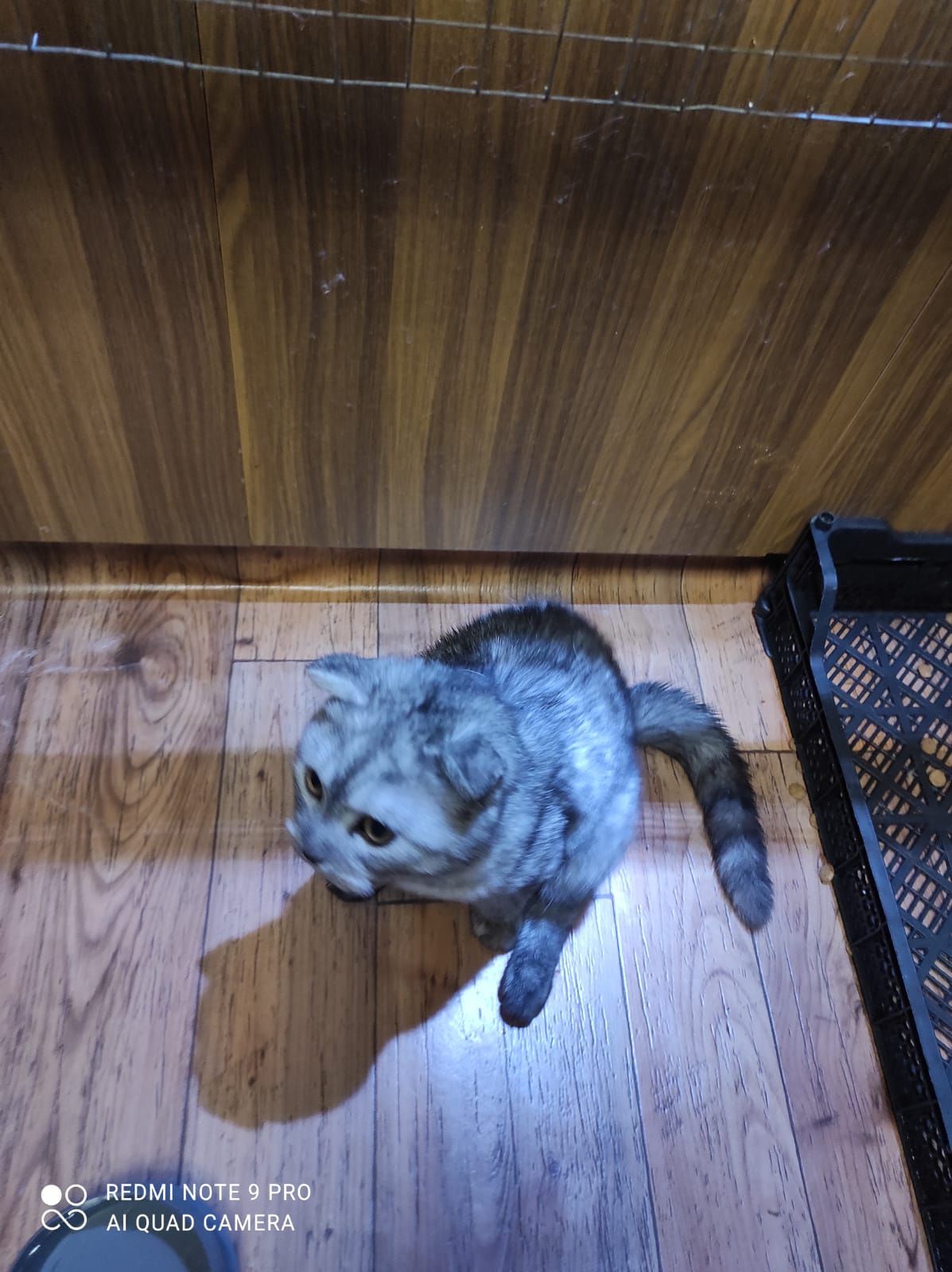 Димчатий шиншильонок