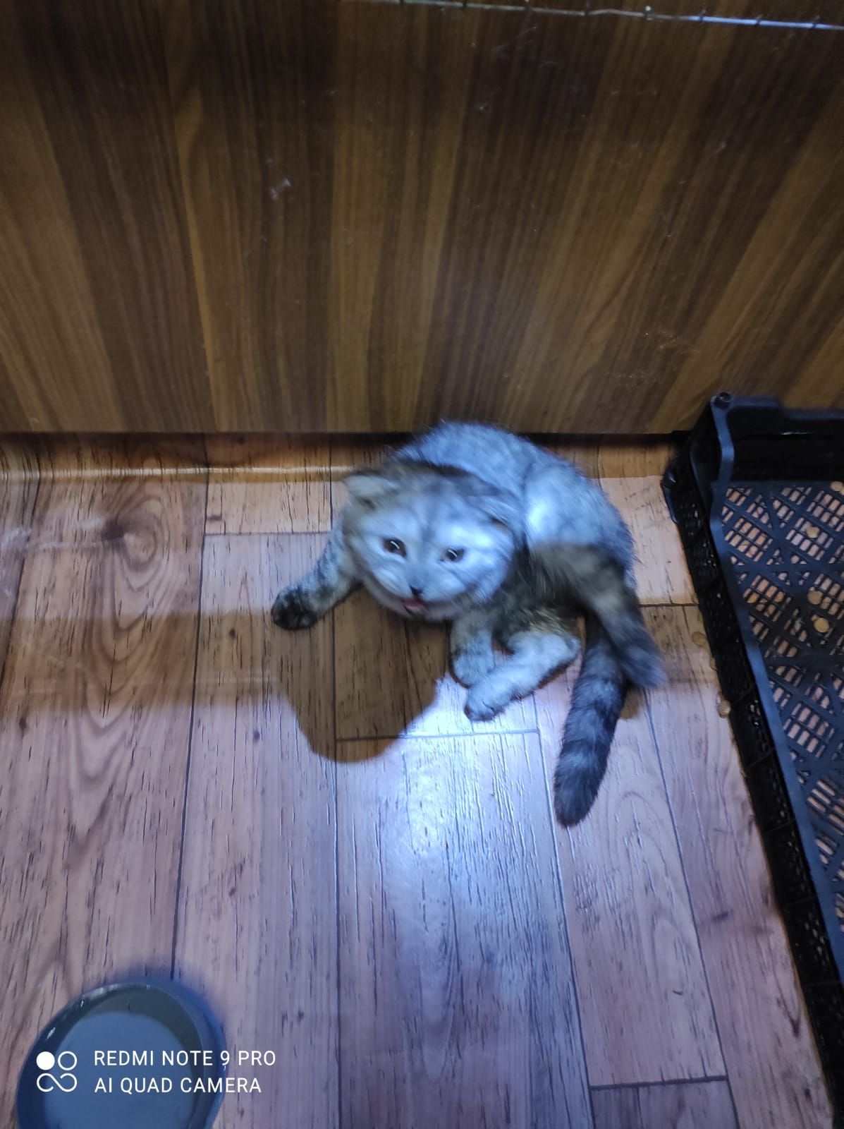 Димчатий шиншильонок