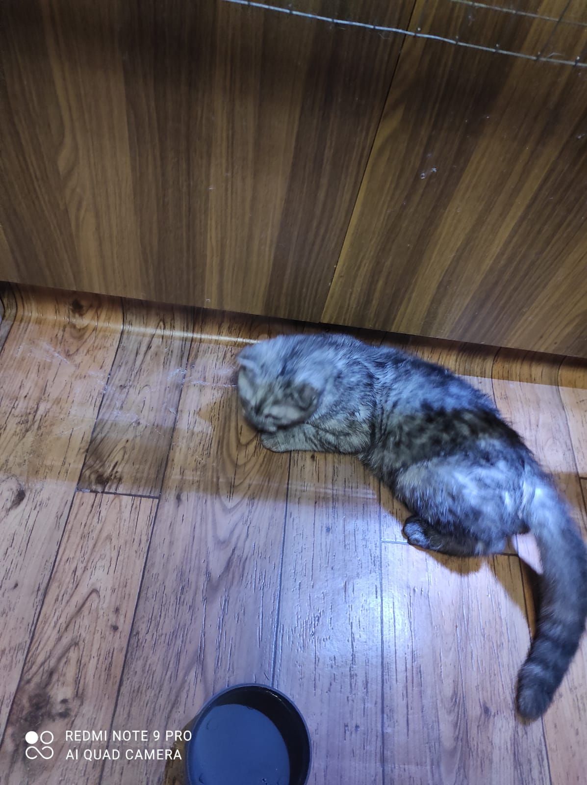 Димчатий шиншильонок