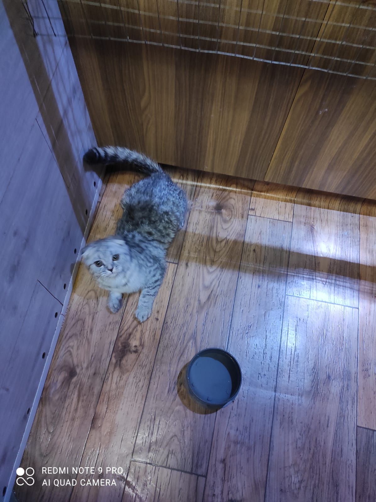 Дівчинка як з мультика Шрек