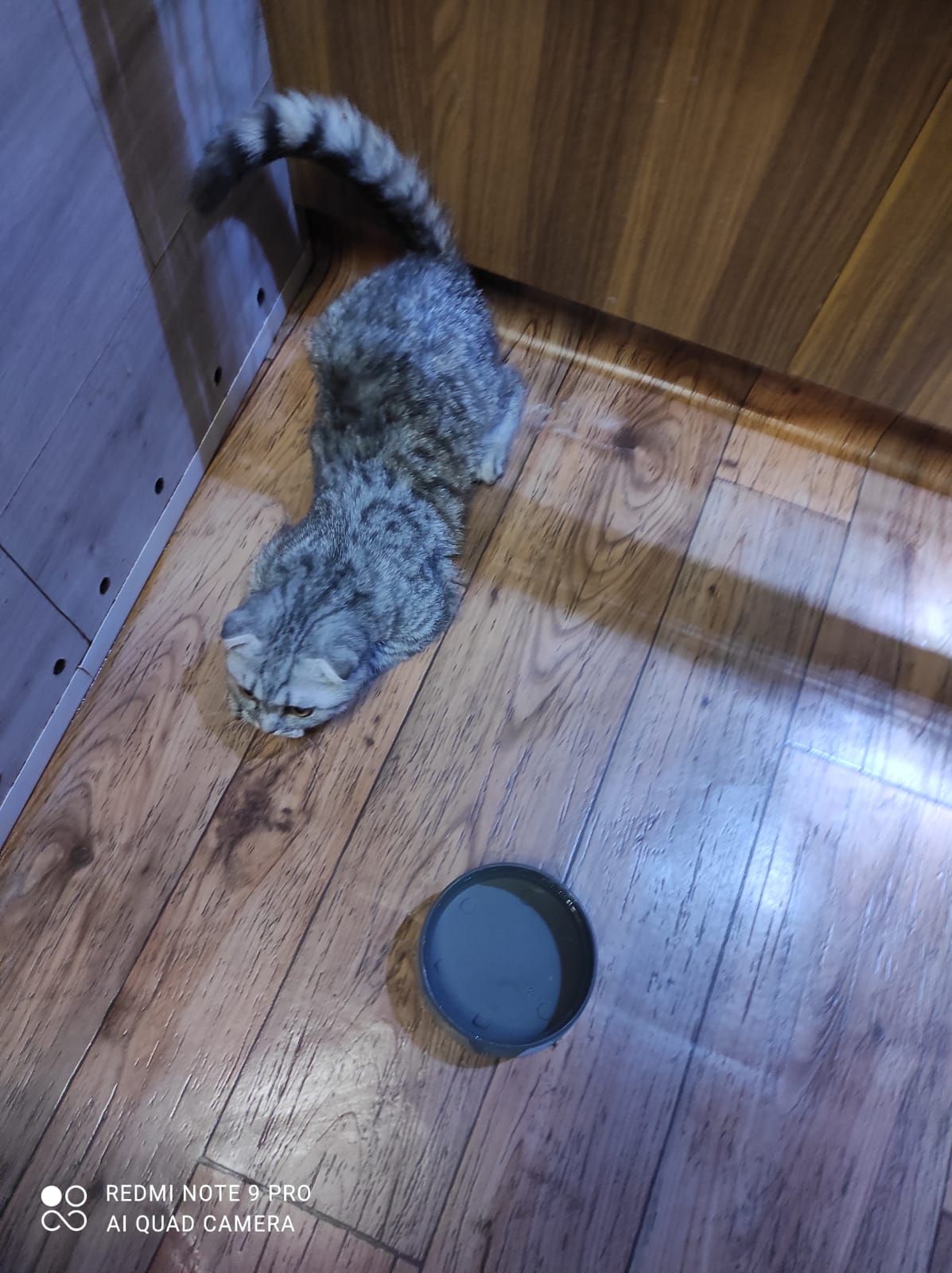 Дівчинка як з мультика Шрек