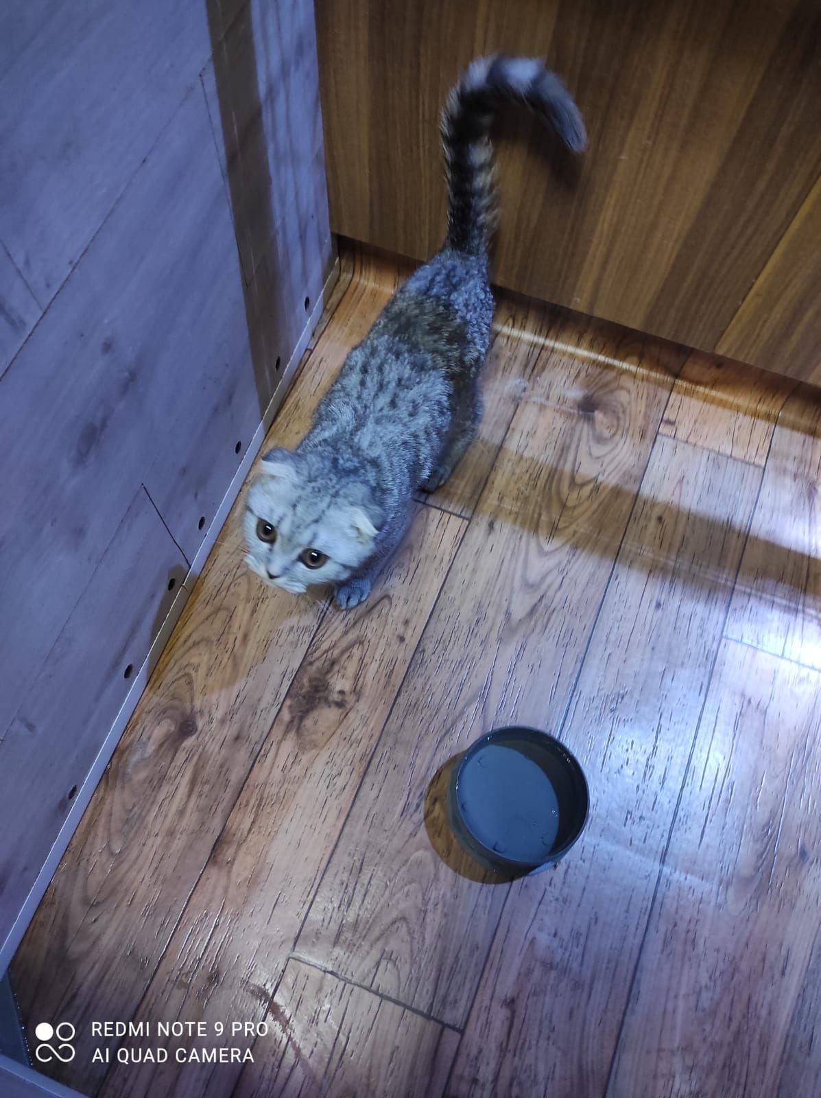 Дівчинка як з мультика Шрек