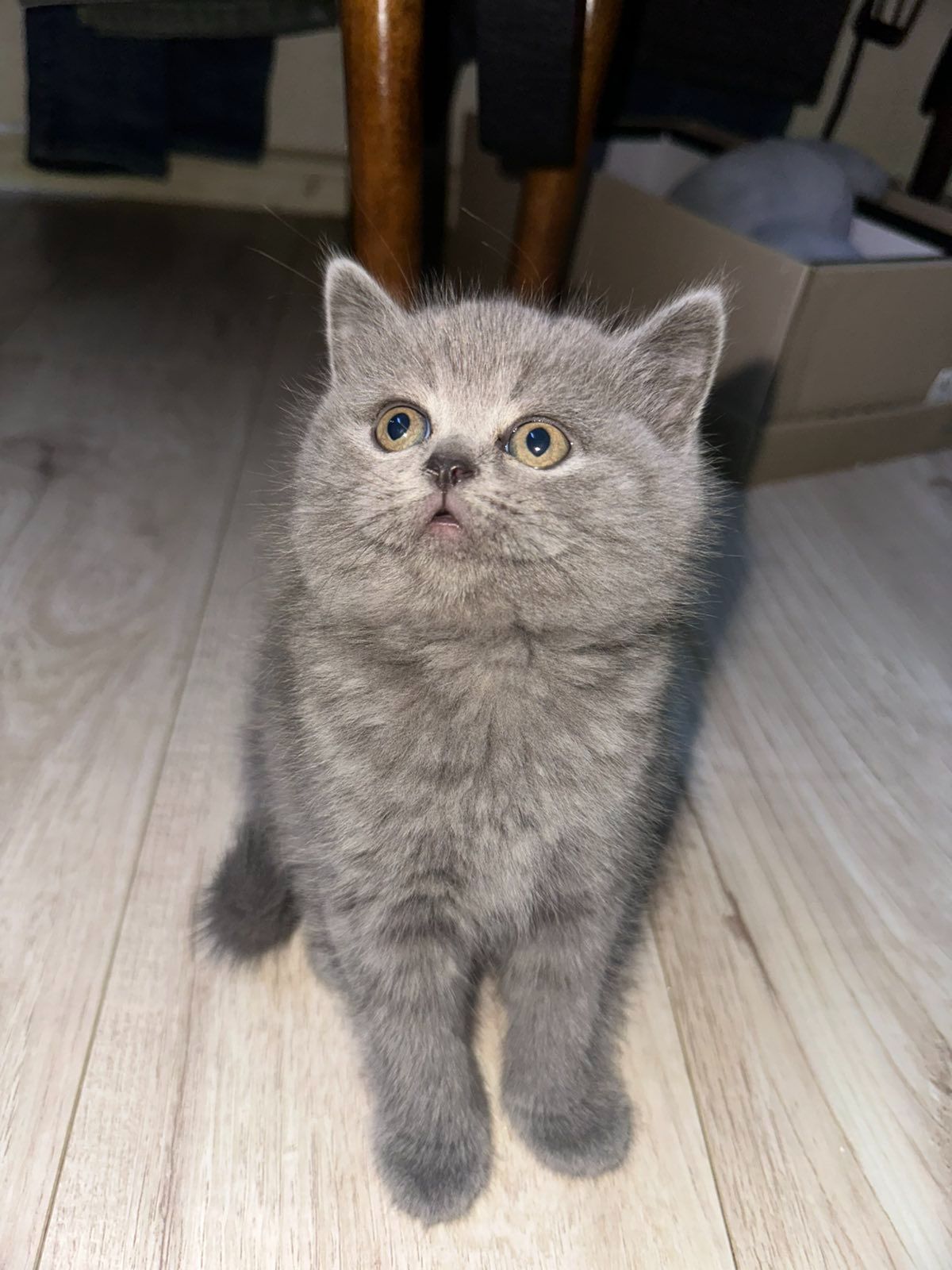 Скоттіш-страйт