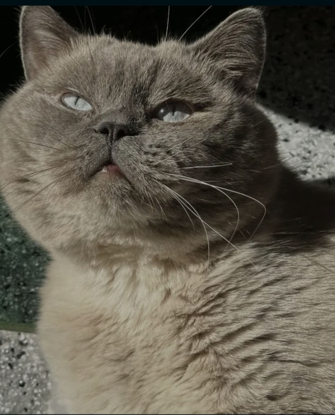 Скоттіш-страйт