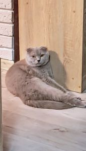 Скоттіш-страйт