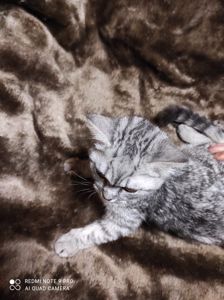 Продам кошенят дівчаток