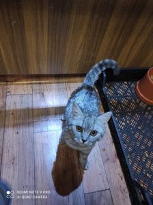 Продам кошенят дівчаток