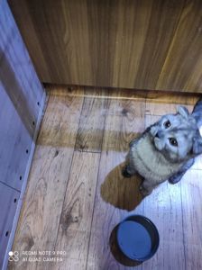 Димчатий шиншильонок