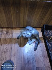 Димчатий шиншильонок