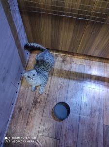 Дівчинка як з мультика Шрек