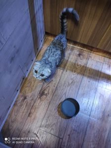 Дівчинка як з мультика Шрек