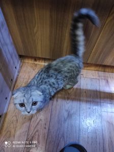 Дівчинка як з мультика Шрек