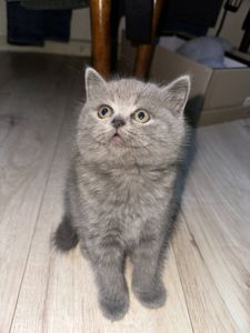 Скоттіш-страйт