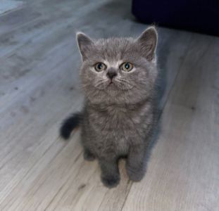 Скоттіш-страйт