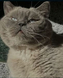 Скоттіш-страйт