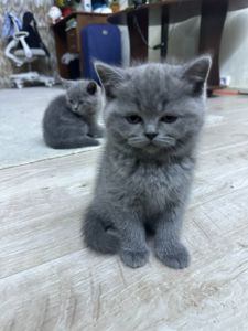 Скоттіш-страйт