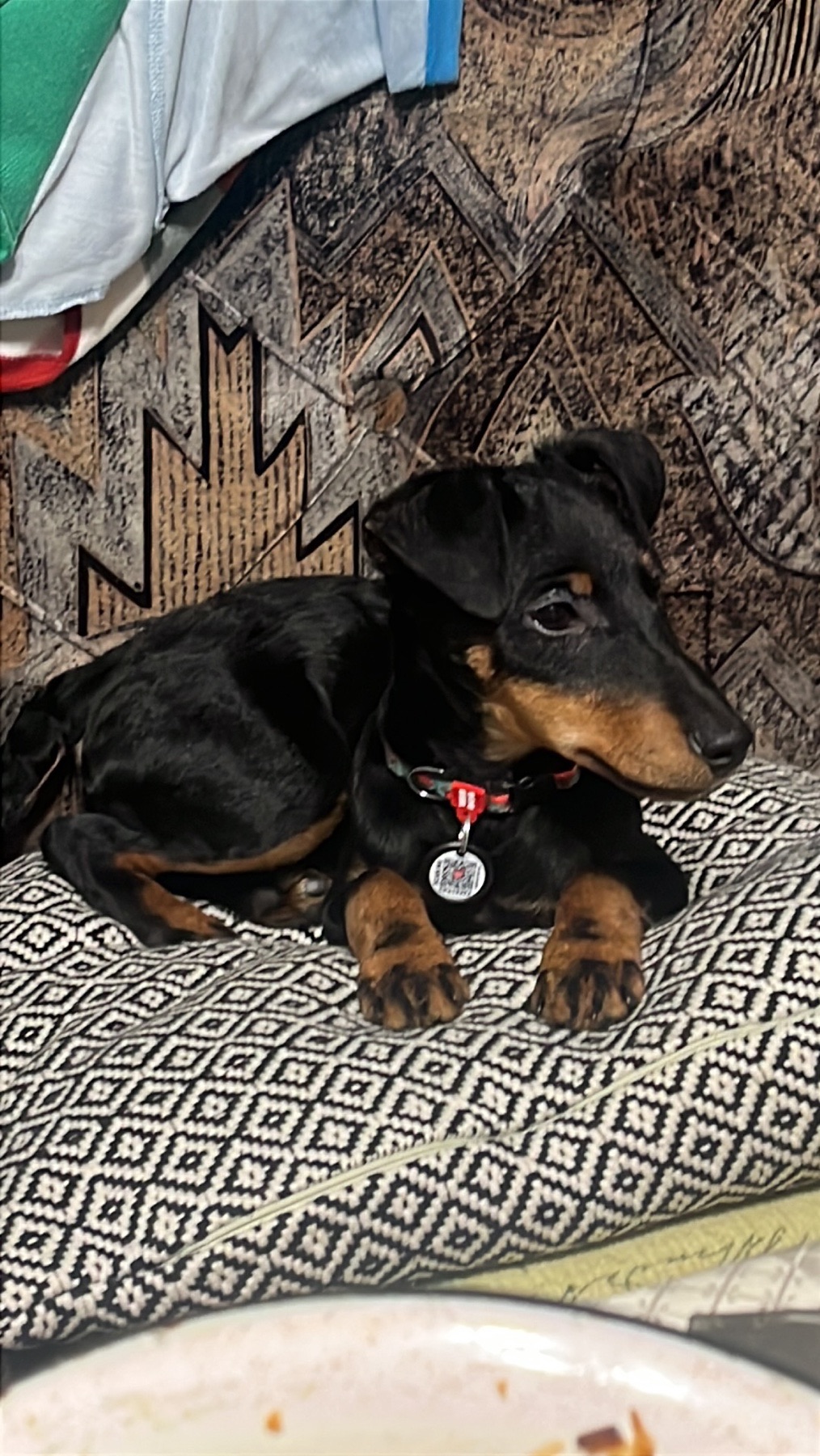 Німецький ягдтерʼєр