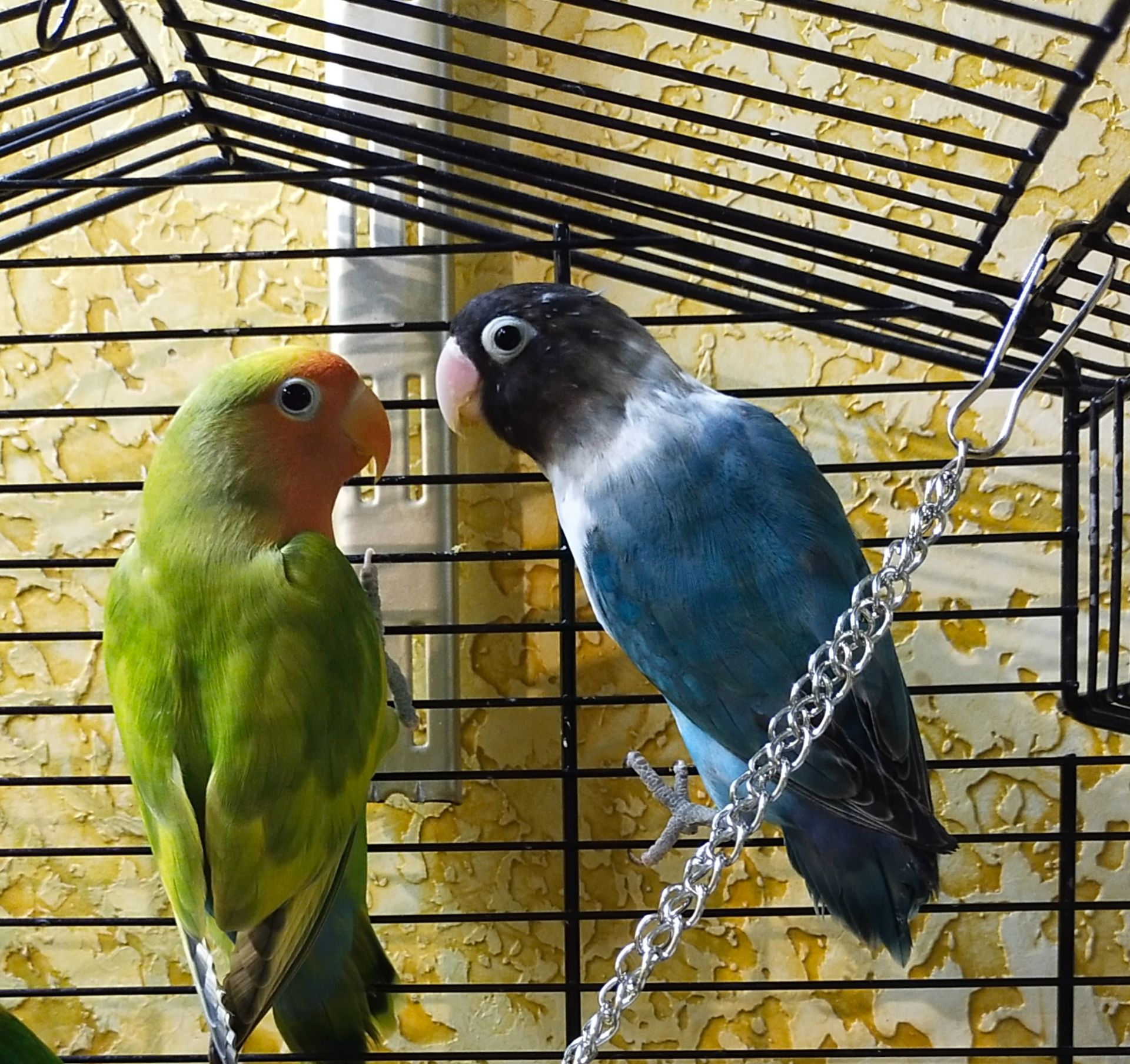 Попугайчики, неразлучники, домашнего содержания