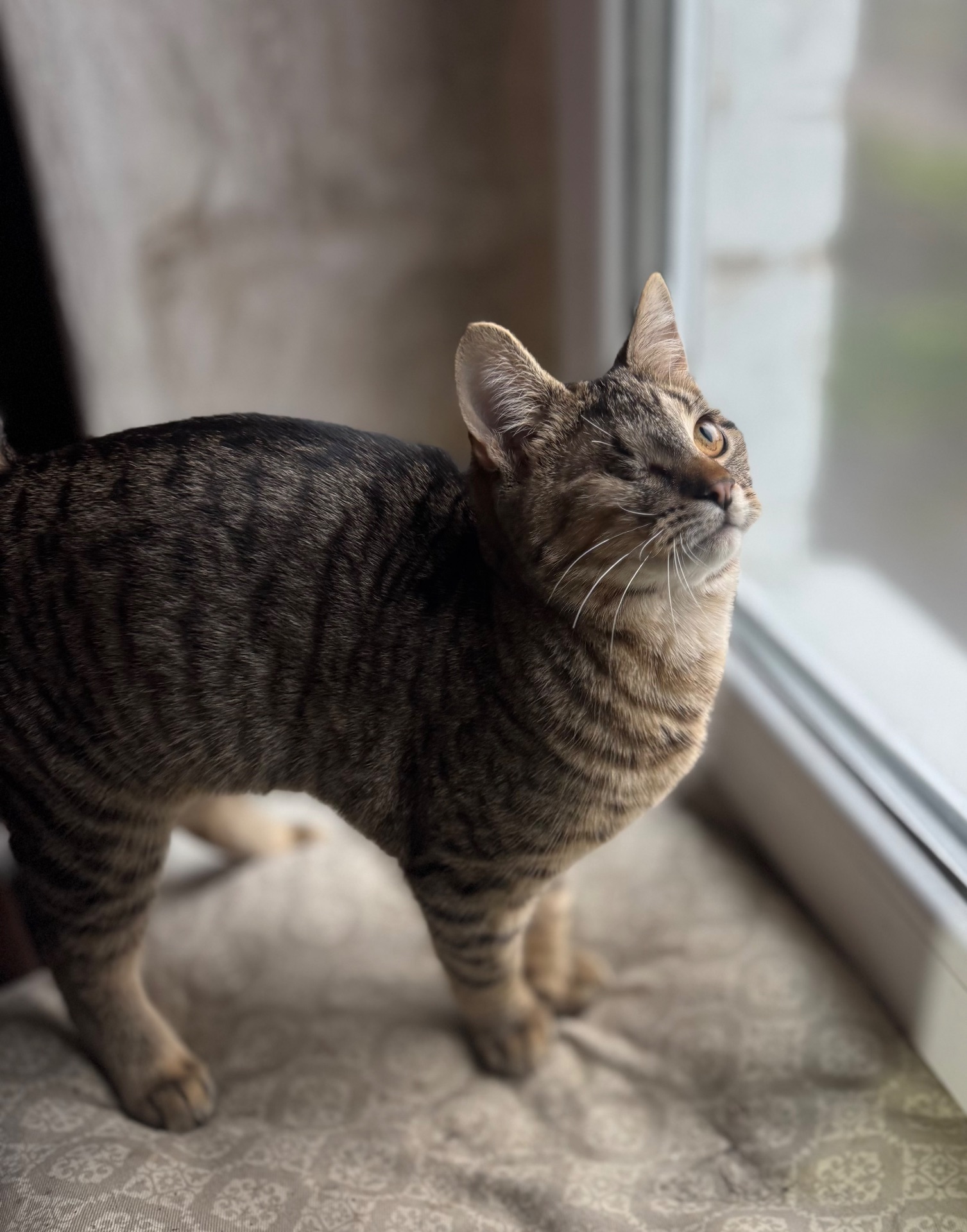 Полосате кошеня