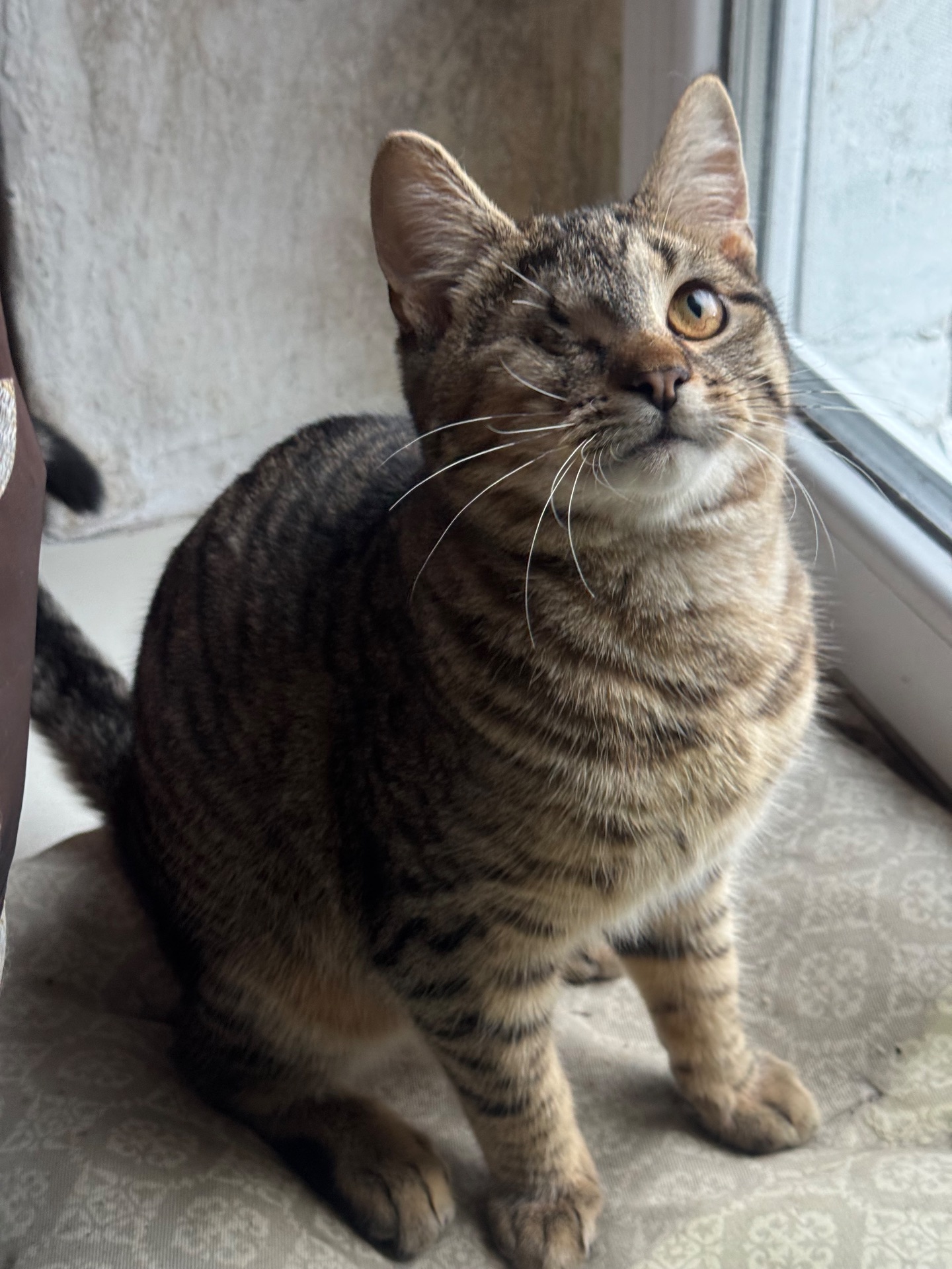 Полосате кошеня