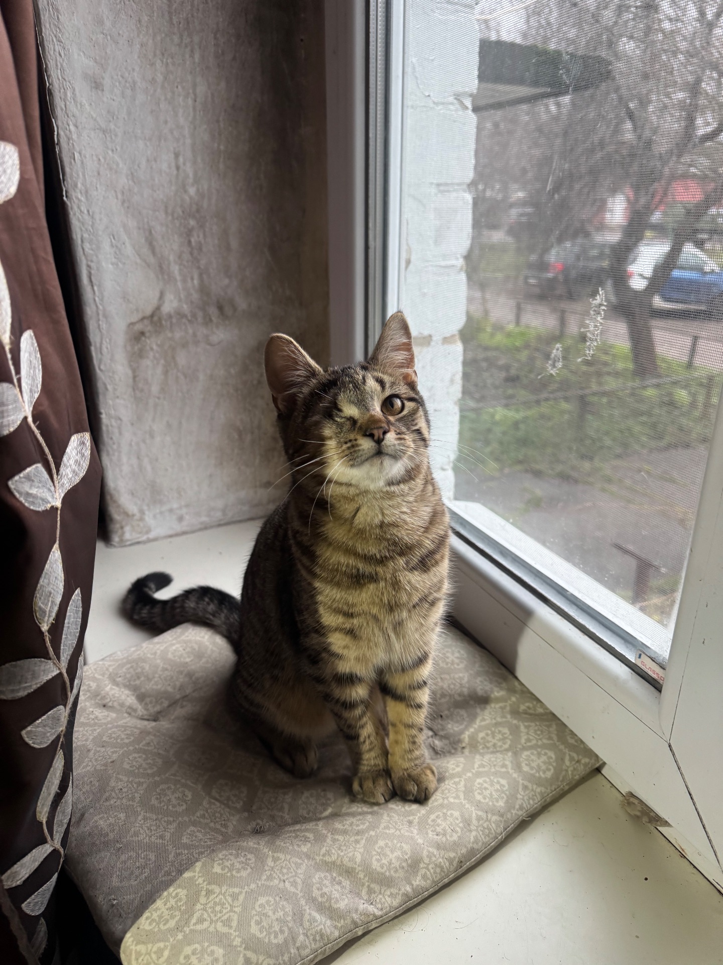 Полосате кошеня