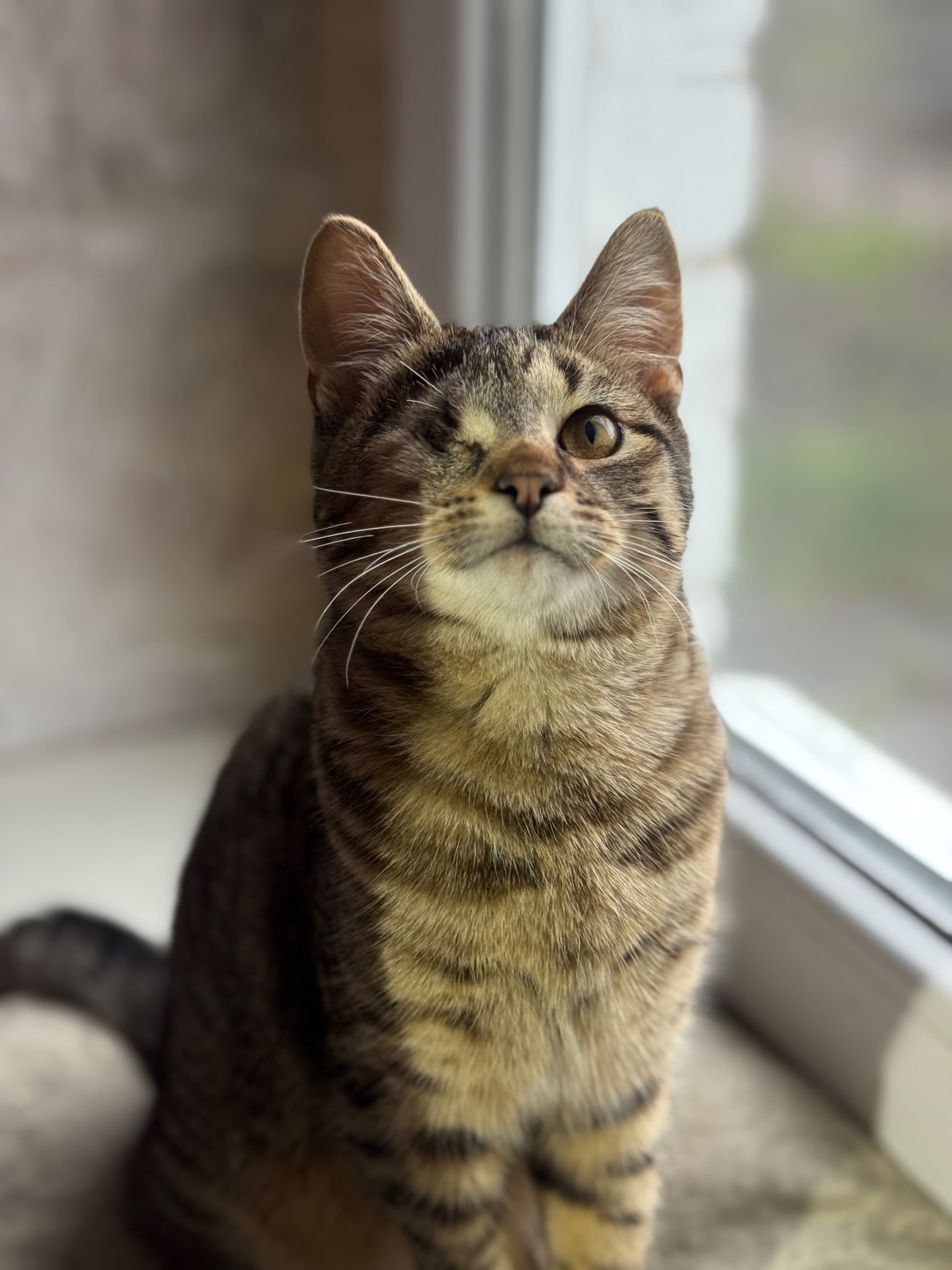 Полосате кошеня