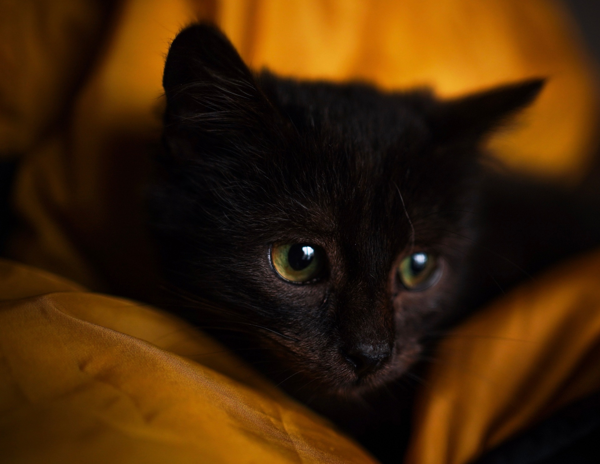 Чорне кошеня з притулку