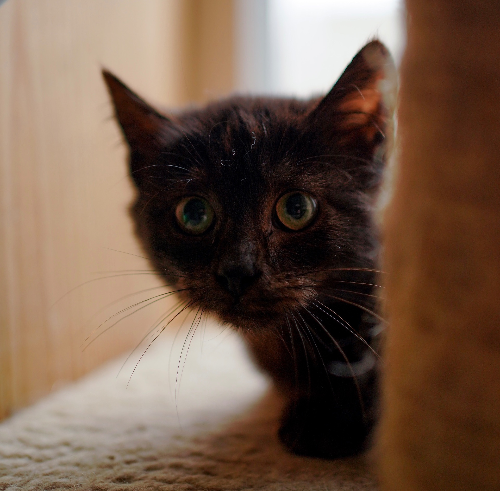 Чорне кошеня з притулку