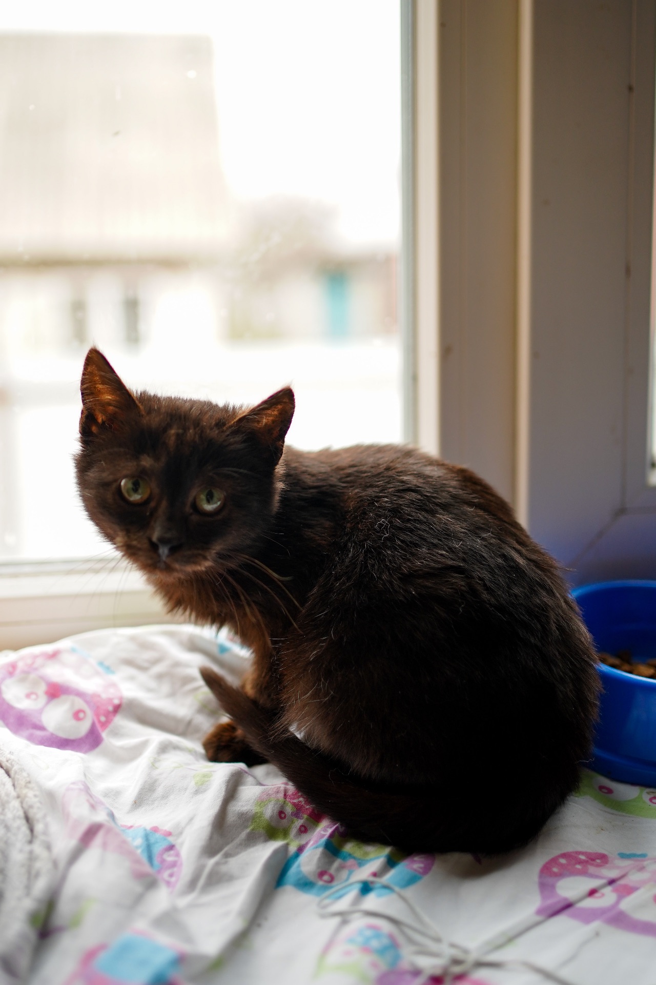 Чорне кошеня з притулку