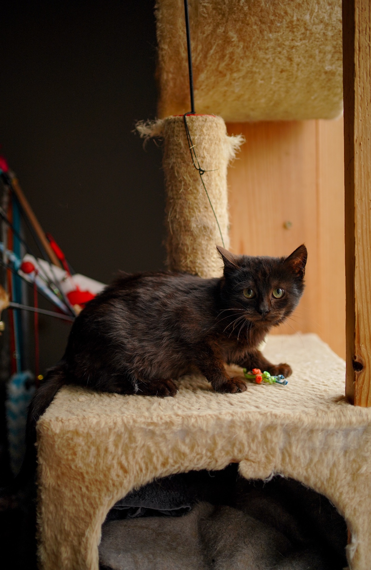 Чорне кошеня з притулку