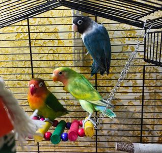 Попугайчики, неразлучники, домашнего содержания