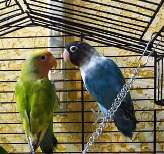 Попугайчики, неразлучники, домашнего содержания