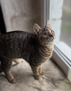 Полосате кошеня