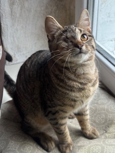 Полосате кошеня