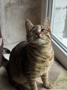 Полосате кошеня