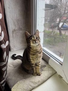 Полосате кошеня