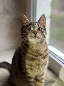 Полосате кошеня