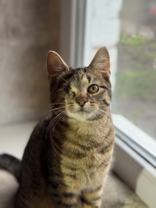 Полосате кошеня