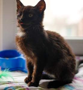 Чорне кошеня з притулку