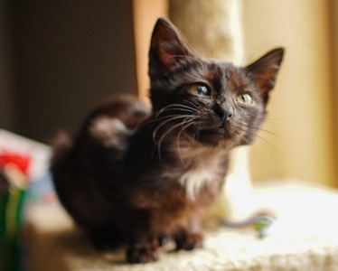 Чорне кошеня з притулку