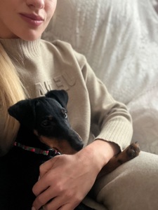 Німецький ягдтерʼєр