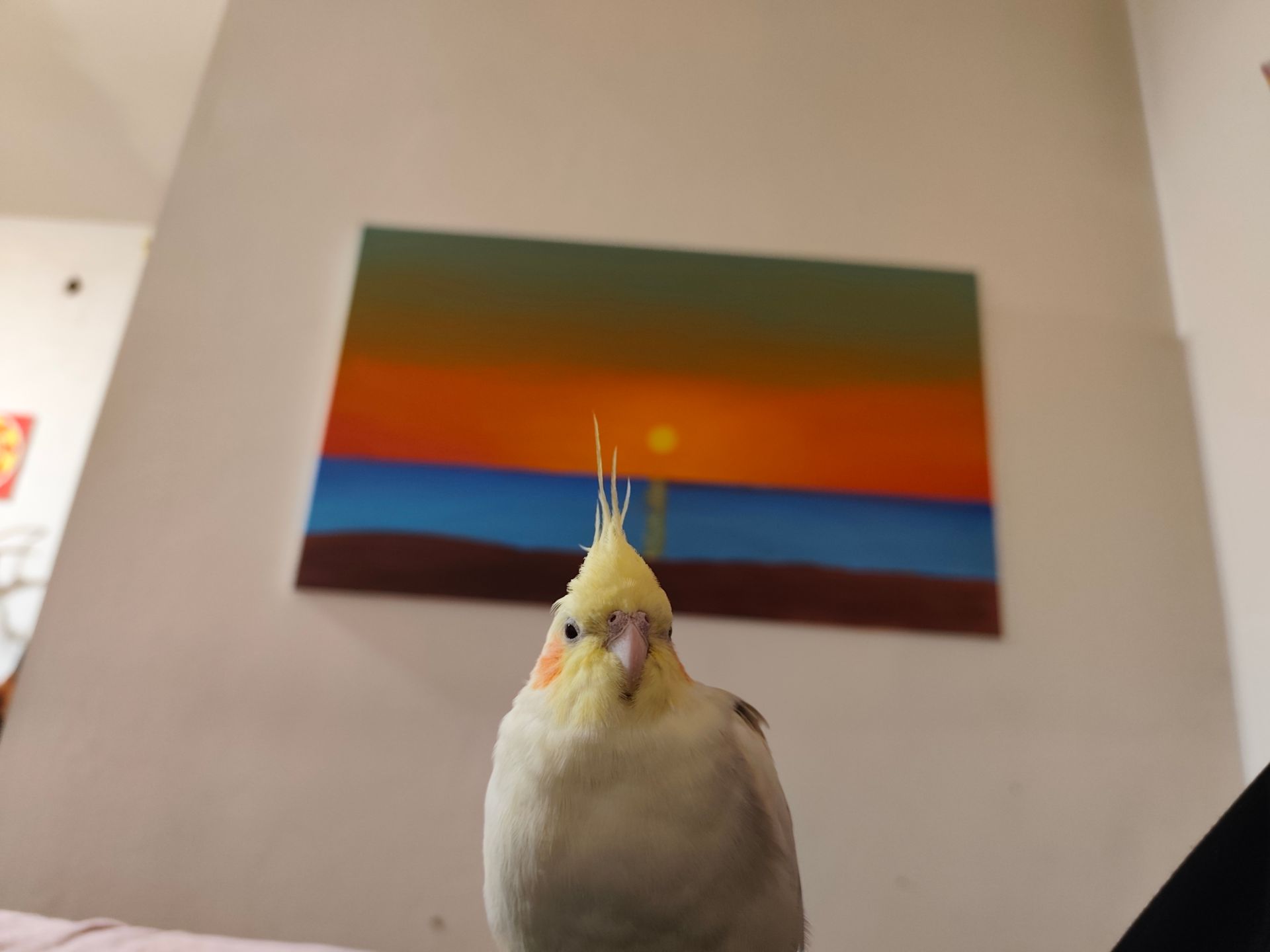 Дві папуги корели з одного гнізда. Молоді. Хлопчик говорить