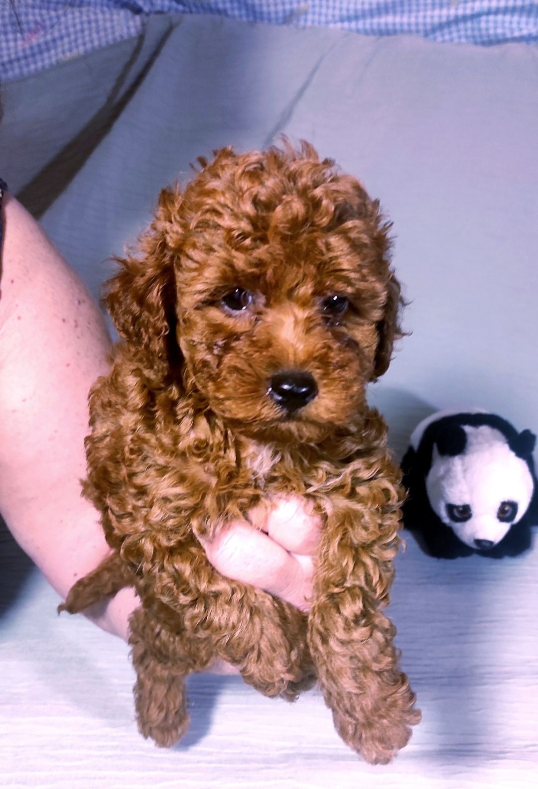 Цуценята Той Пудель ред Браун