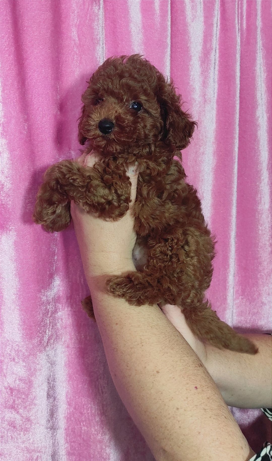 Цуценята Той Пудель ред Браун