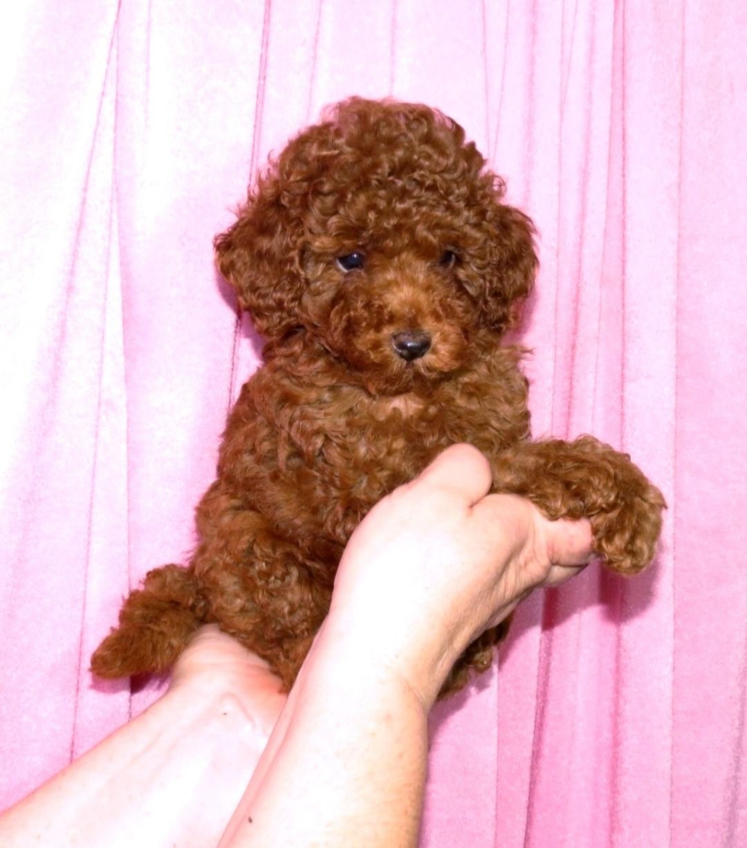 Цуценята Той Пудель ред Браун