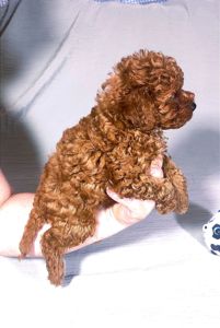 Цуценята Той Пудель ред Браун