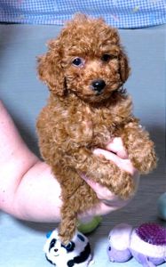 Цуценята Той Пудель ред Браун