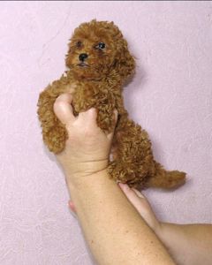 Цуценята Той Пудель ред Браун